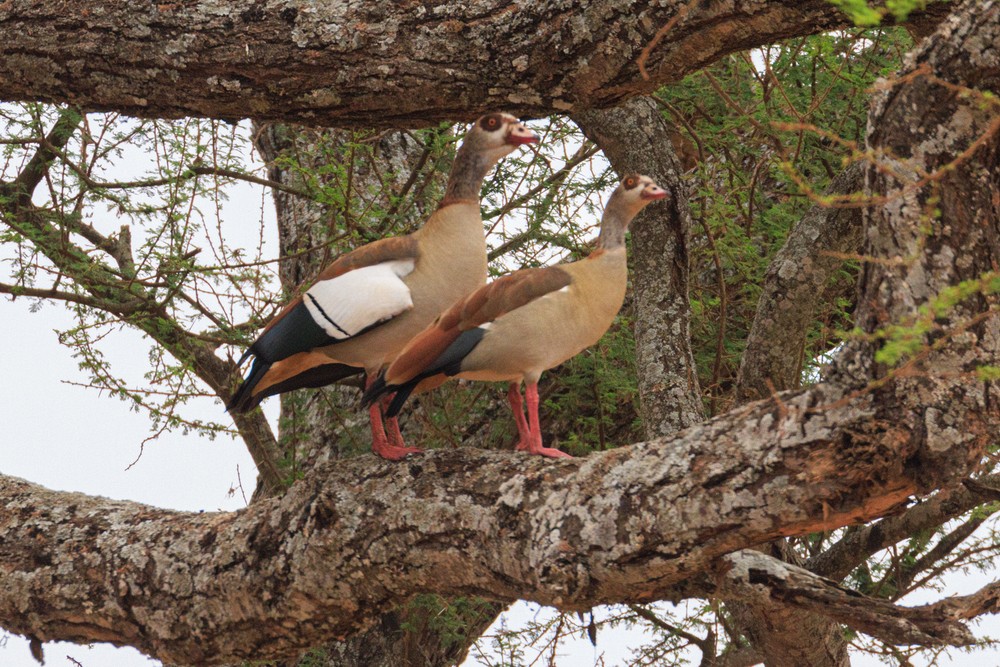 Egyptian goose