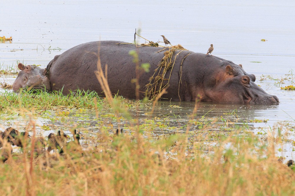 Hippopotomus