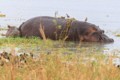 Hippopotomus