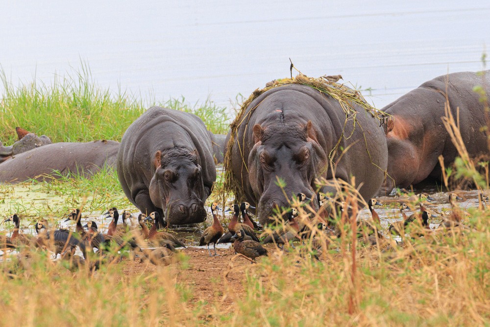 Hippopotomus