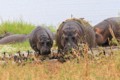 Hippopotomus