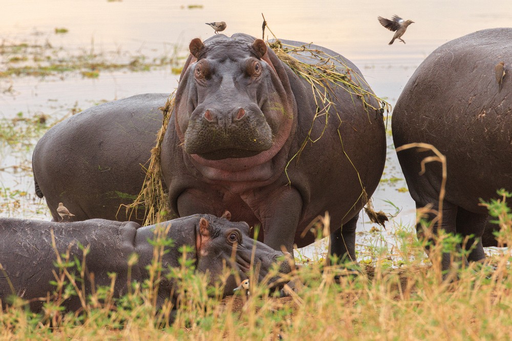 Hippopotomus