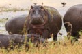 Hippopotomus