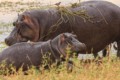 Hippopotomus