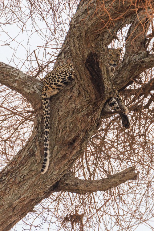 Leopard