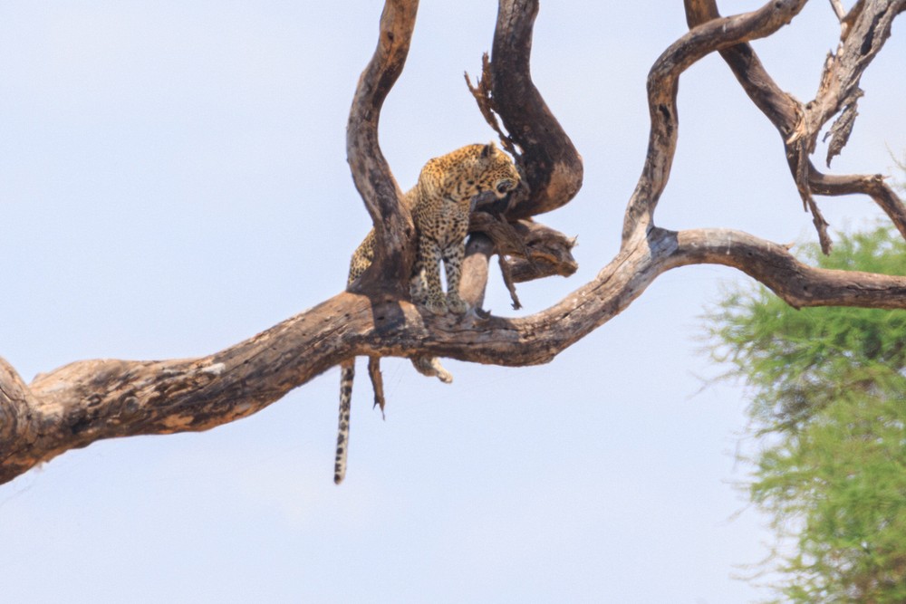 Leopard
