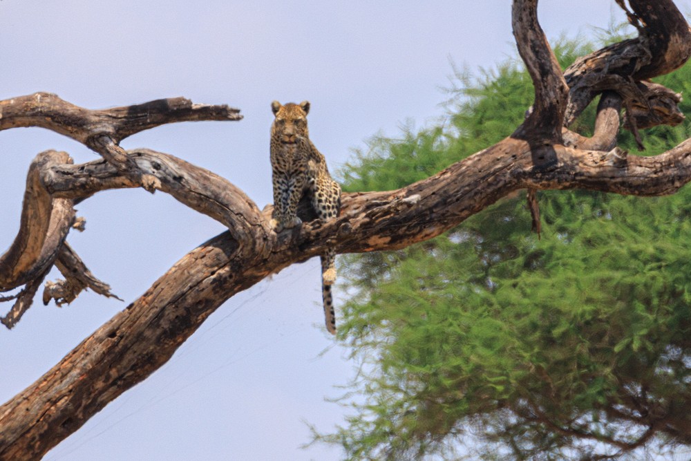 Leopard