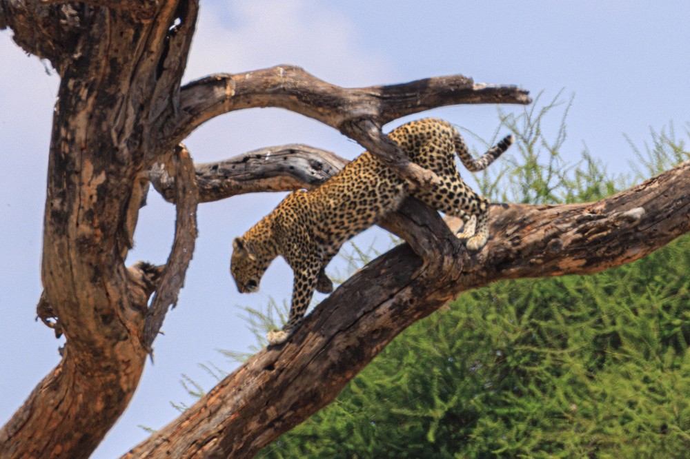 Leopard