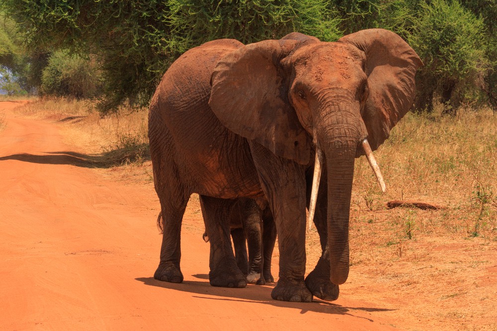 Elephant