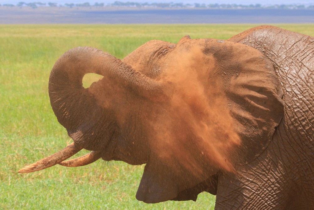 Elephant