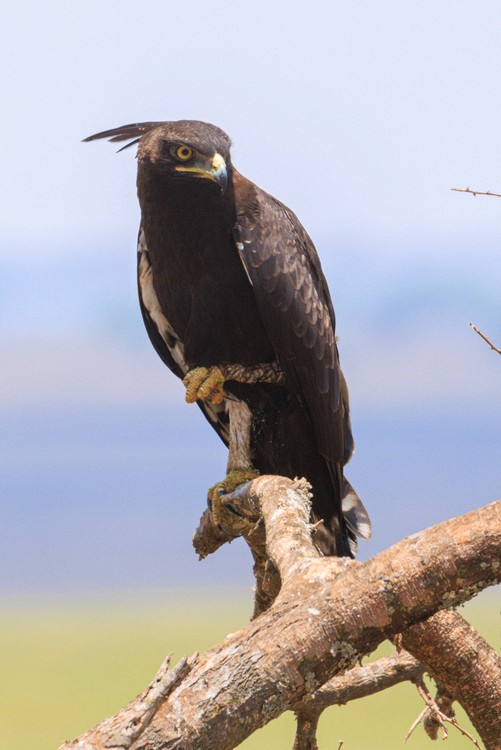Long-crested eagle