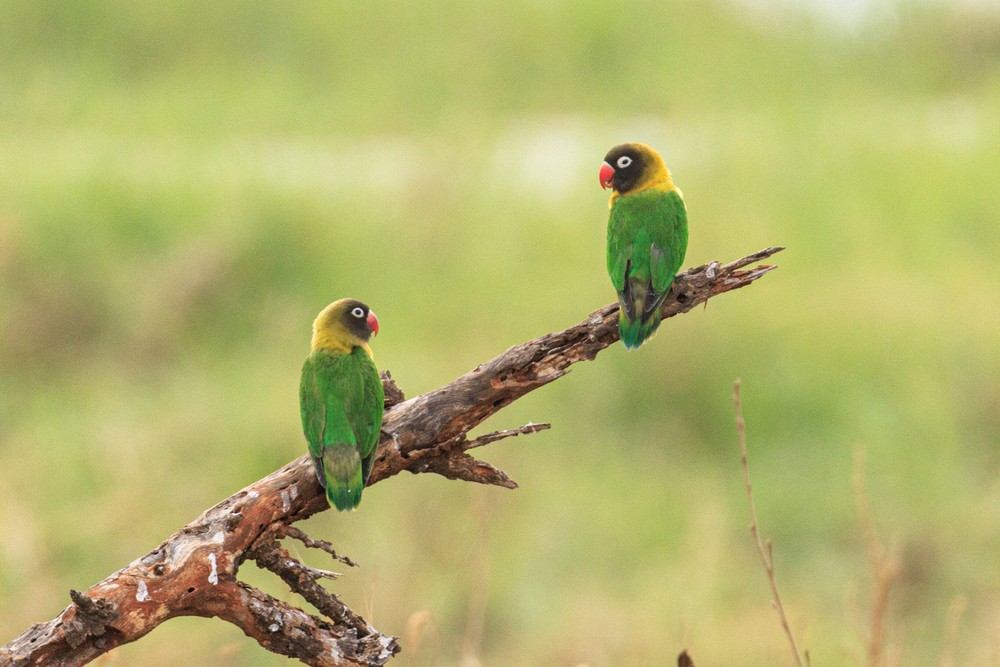 Yellow-collared lovebirds