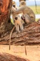 Vervet monkeys