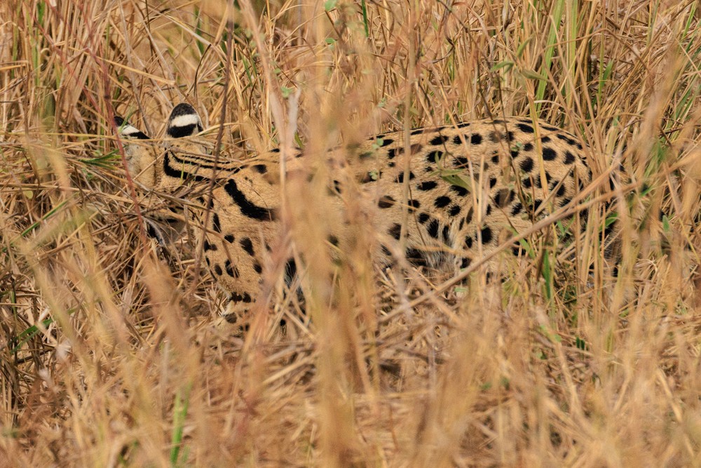 Serval