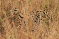 Serval