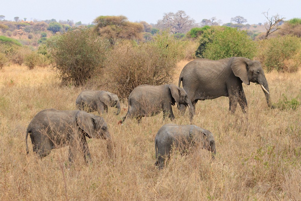 Elephants