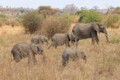 Elephants