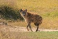Spotted hyena