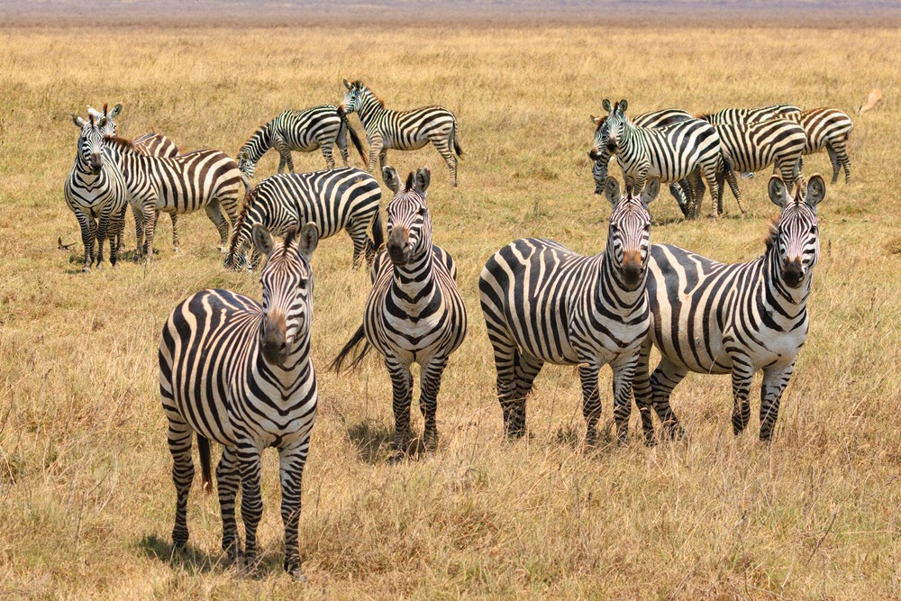 Zebra