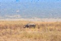 Black rhinoceros