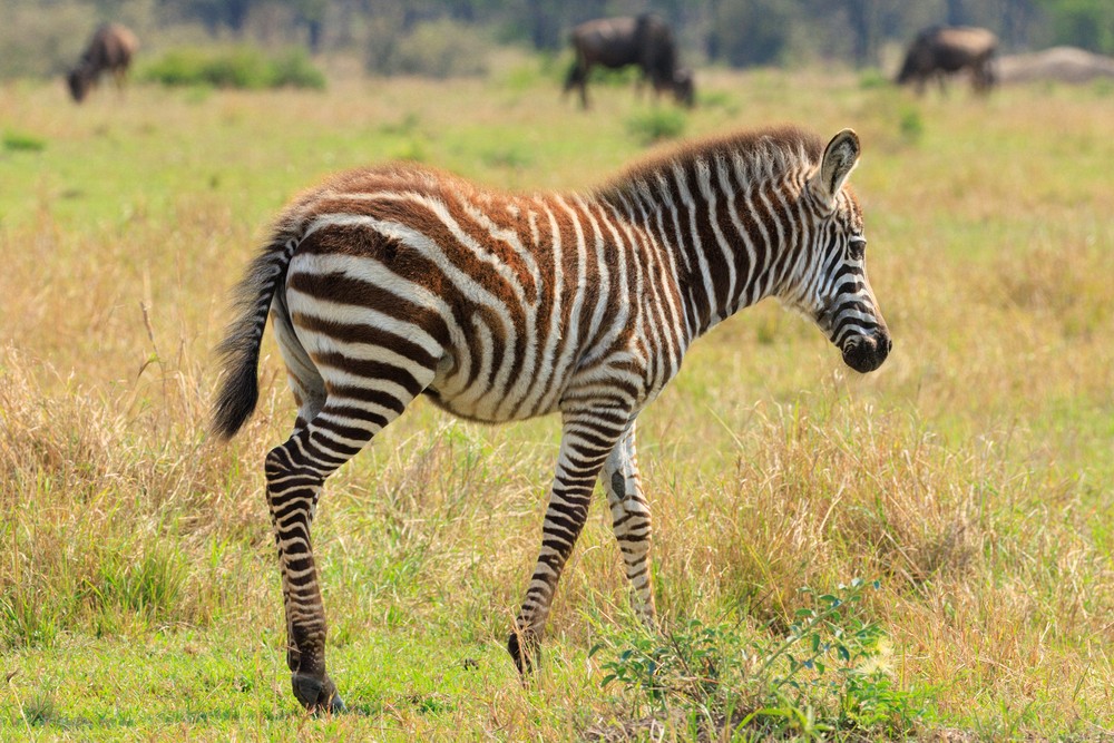 Zebra