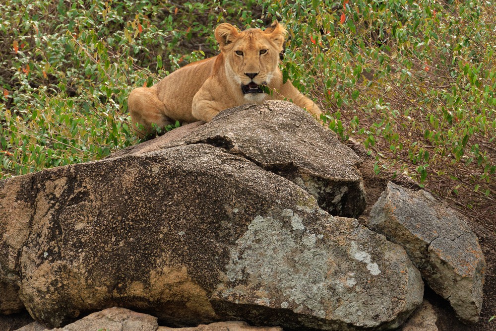 Lion
