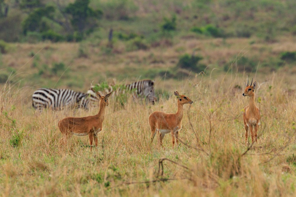 Bohor reedbuck