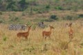 Bohor reedbuck