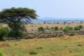 Wildebeest