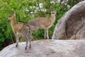 Klipspringers