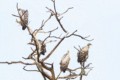 White-backed vultures