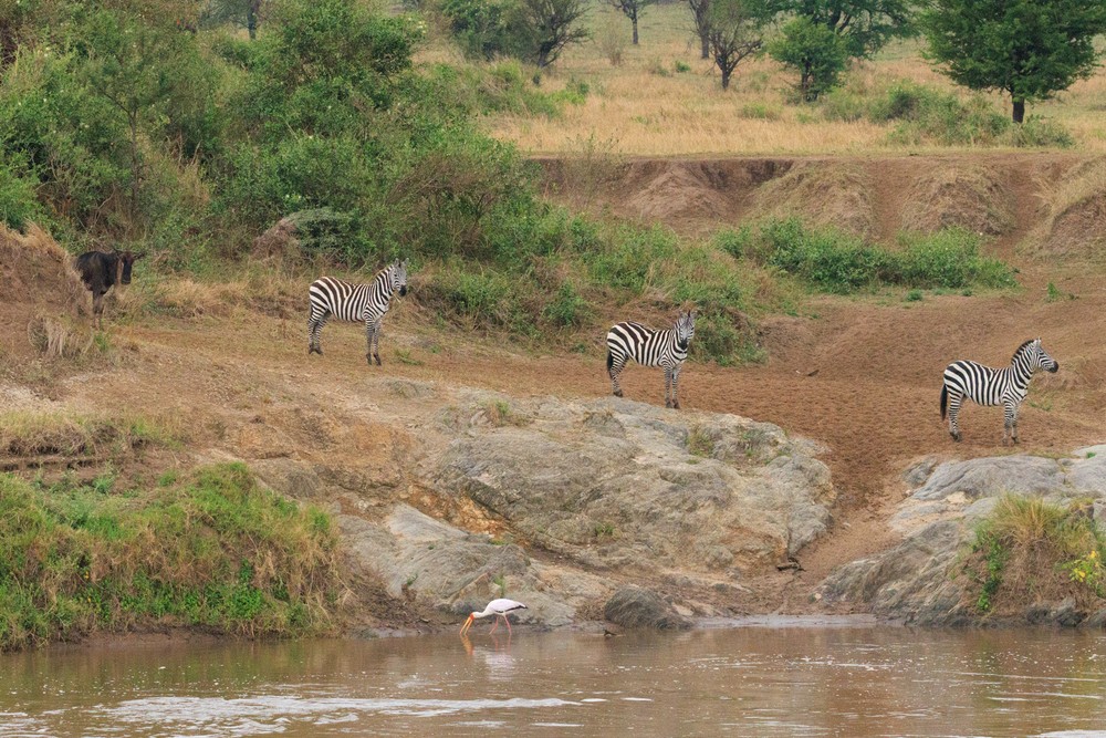 Zebra