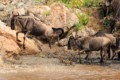 Wildebeest crossing the Mara River