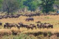Wildebeest