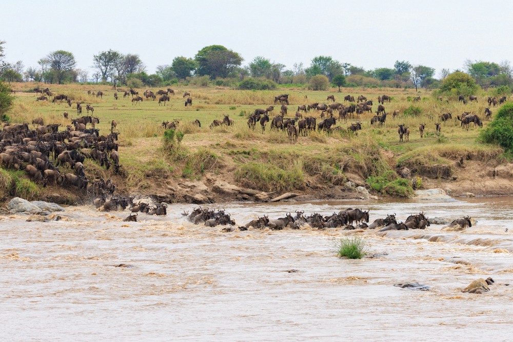 Wildebeest crossing the Mara River