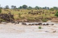 Wildebeest crossing the Mara River