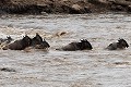 Wildebeest Crossing the Mara River