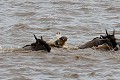 Crocodile Chasing Wildebeest