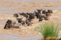 Wildebeest crossing the Mara River