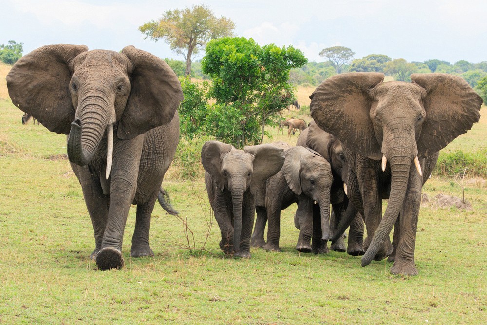 Elephants