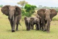 Elephants