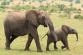 Elephants