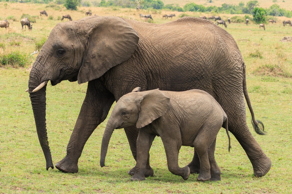 Elephants
