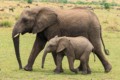 Elephants