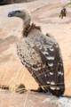Ruppell's Griffon Vulture