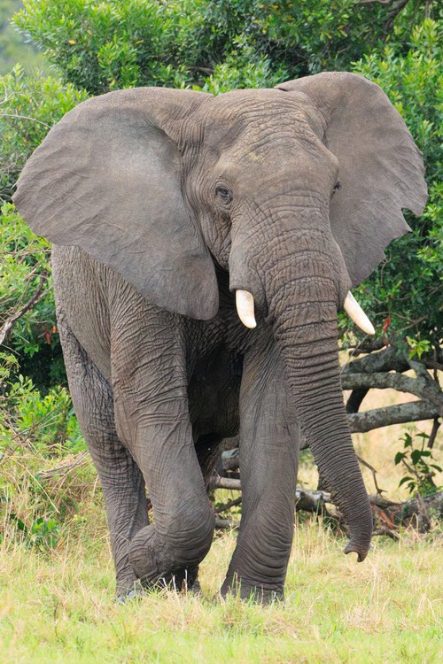 Elephant