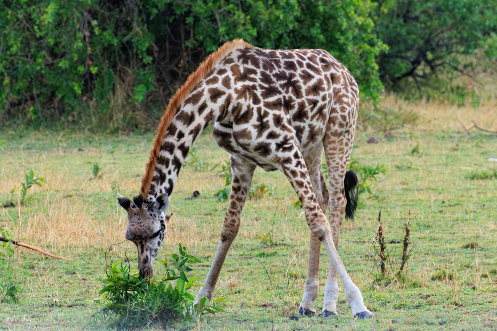 Giraffe