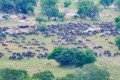 Wildebeest