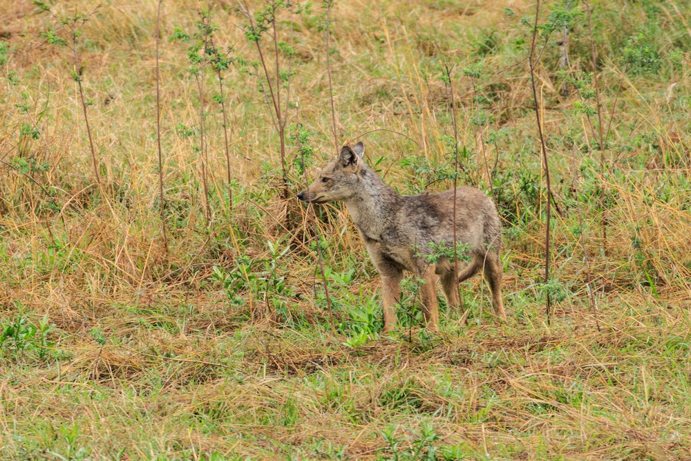 Jackal