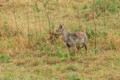 Jackal